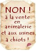 Non  la vente de chiots en animalerie !
