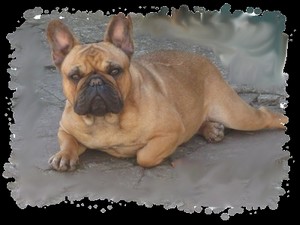 Clariss de tatsienlou